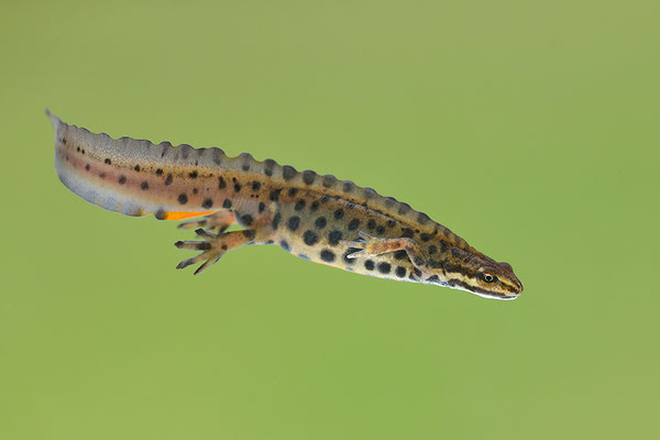 Teichmolch Männchen