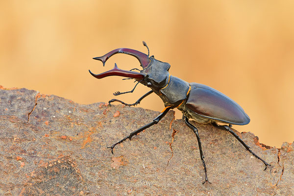 Hirschkäfer Männchen