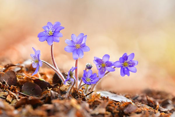 Leberblümchen