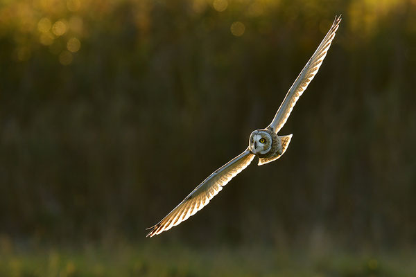 Sumpfohreule im Flug