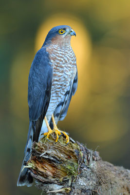 Sperber Männchen