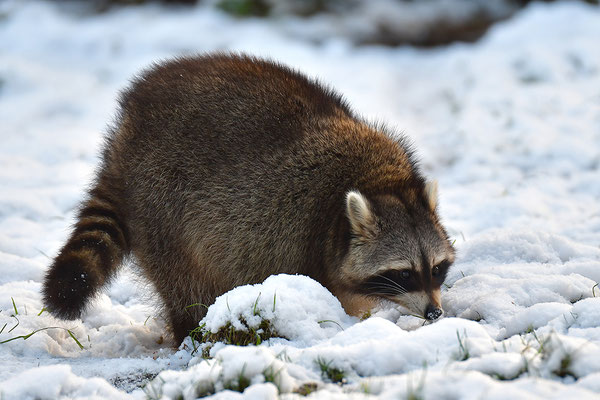 Waschbär