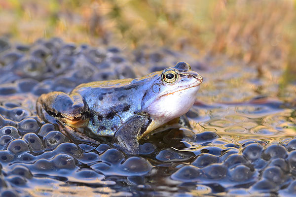 Moorfrosch