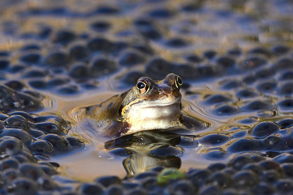 Moorfrosch