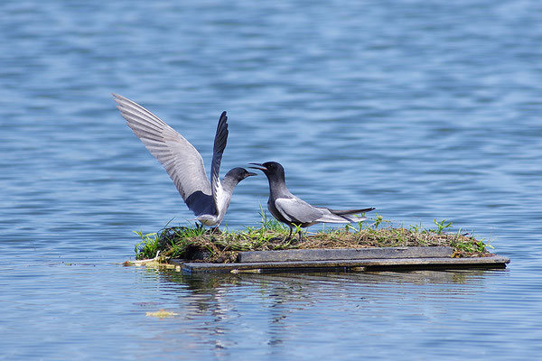 Trauerseeschwalbe Paar