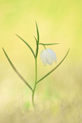 Schachbrettblume