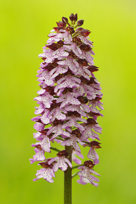 Purpurknabenkraut