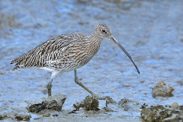 Großer Brachvogel