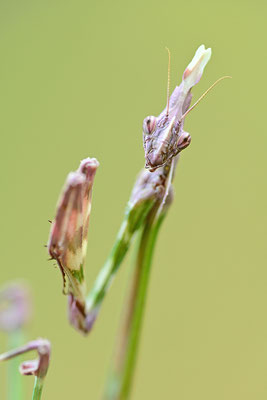 Empuse, Empusa fasciata (Kopfportrait)