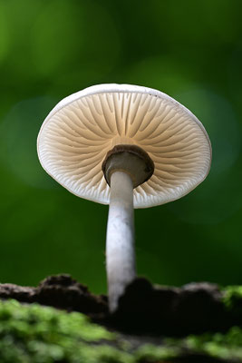 Buchenschleimrübling