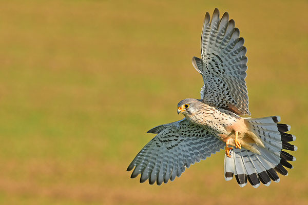 Turmfalke im Anflug