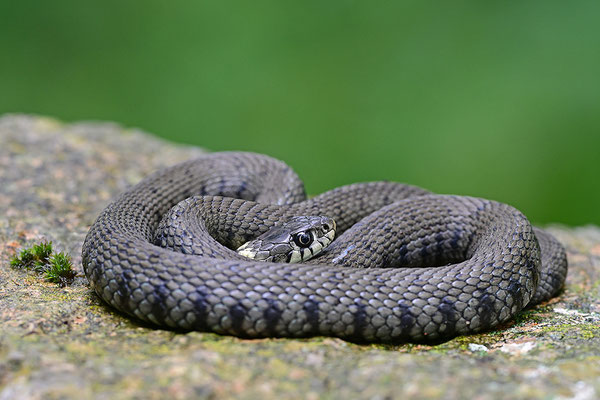 Ringelnatter