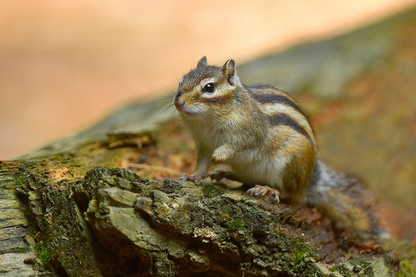 Sibirisches Streifenhörnchen