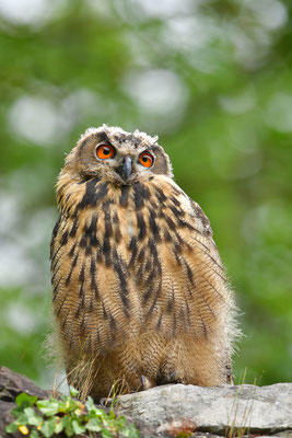 Uhu Jungvogel