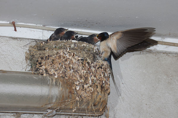 junge Rauchschwalben am Nest
