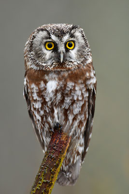 Raufußkauz, Nationalpark Bayrischer Wald Tierfreigelände Neuschönau