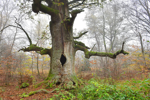 Urwald Sababurg