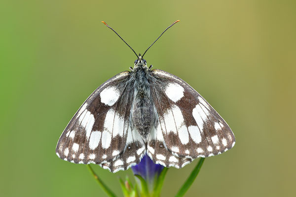 Schachbrettfalter