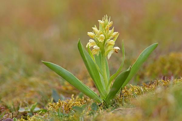 Holunderknabenkraut