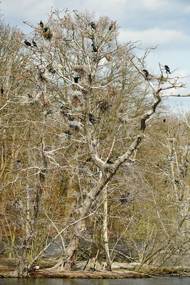 Kormoran Brutkolonie