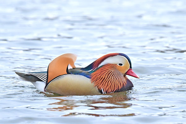 Mandarinente