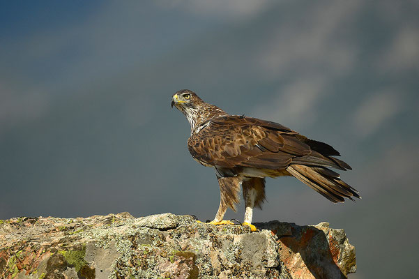 Habichtsadler