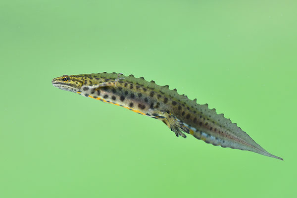 Teichmolch Männchen