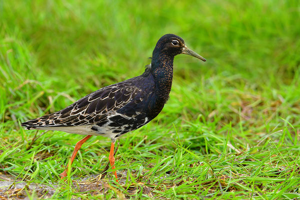 Kampfläufer