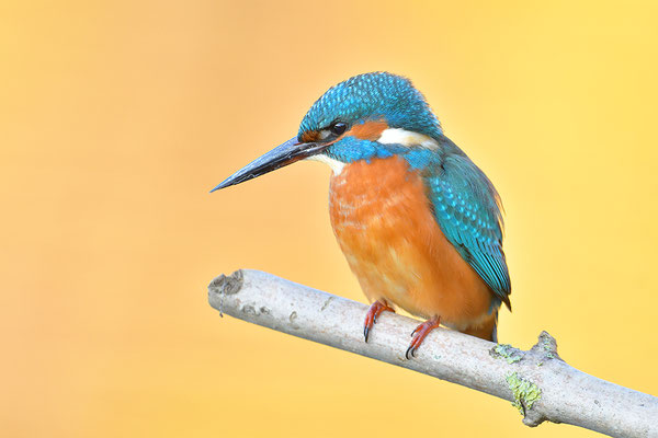 Eisvogel