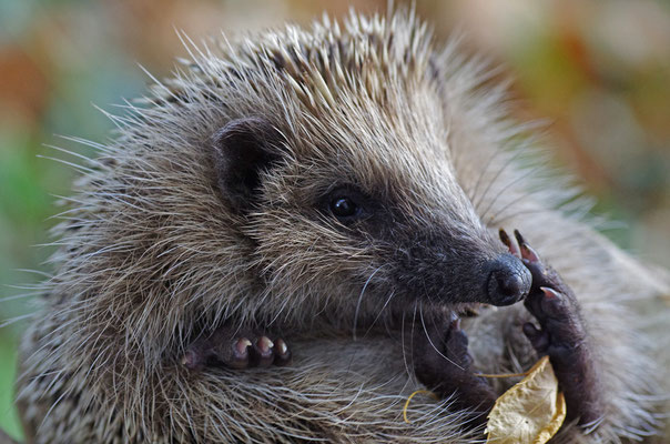 Igel Kopfportrait