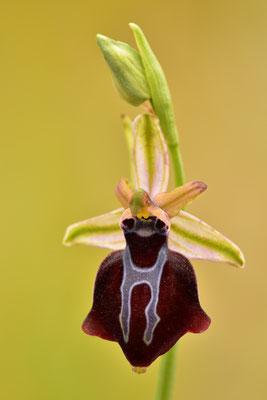 Gregorianische Ragwurz