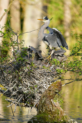 Graureiher am Nest mit Jungvögeln