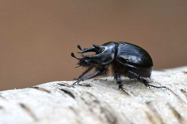 Stierkäfer