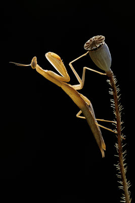 Gottesanbeterin subadult