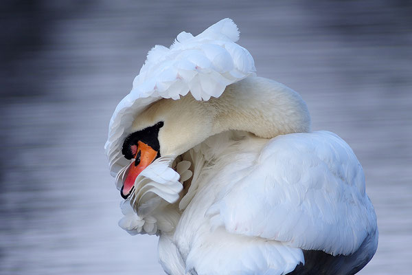 Höckerschwan