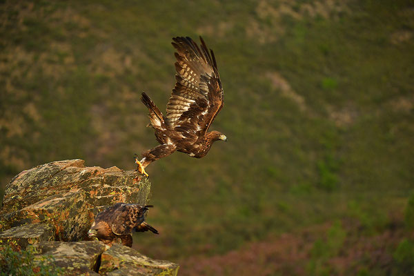 Steinadler