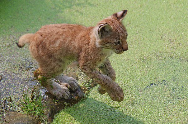 Luchs Jungtier