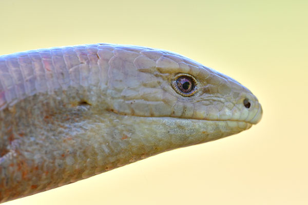 Scheltopusik Portrait