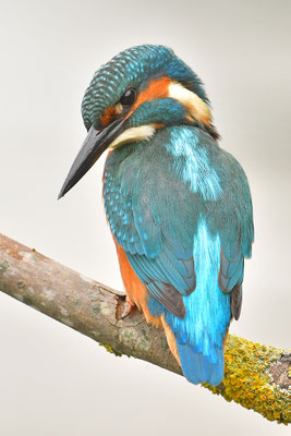 Eisvogel
