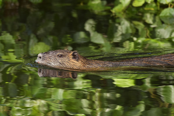 Nutria schwimmend