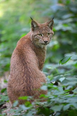Luchs