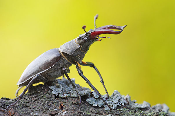 Hirschkäfer Männchen