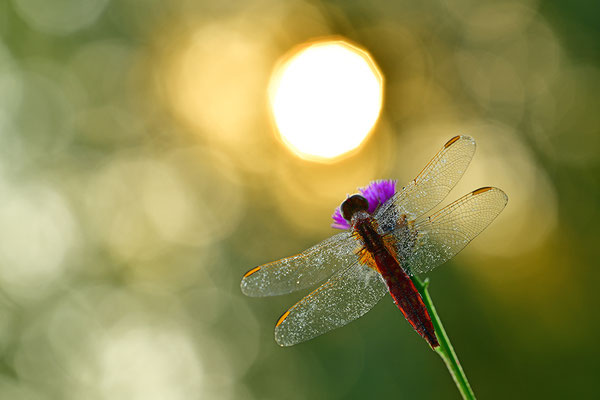 Feuerlibelle Männchen im Gegenlicht