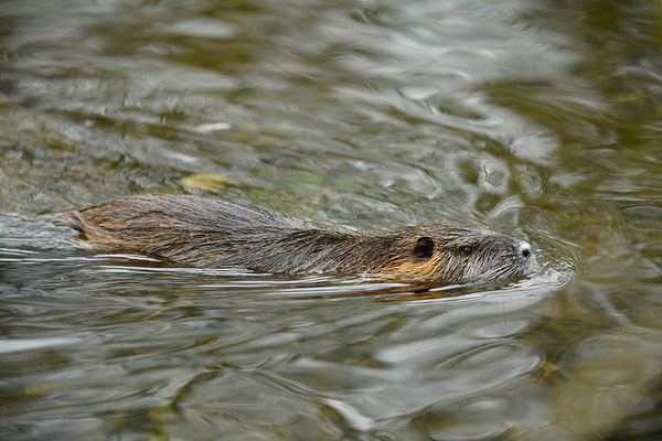 Nutria schwimmend