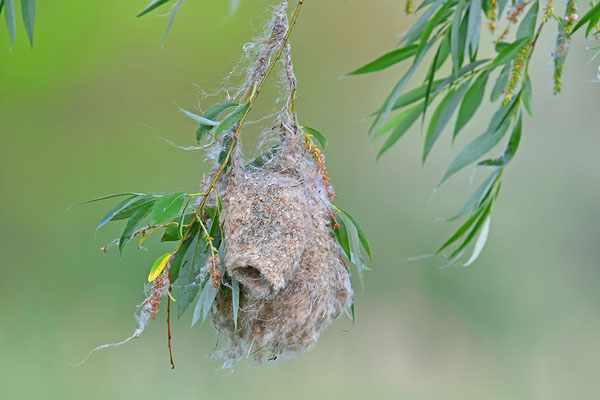 Beutelmeise Nest