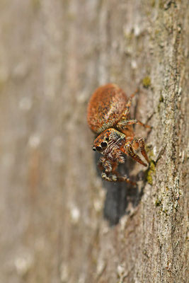 Springspinne
