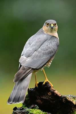 Sperber Männchen