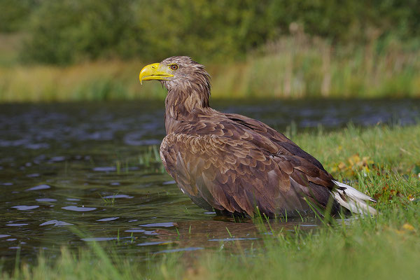 Seeadler