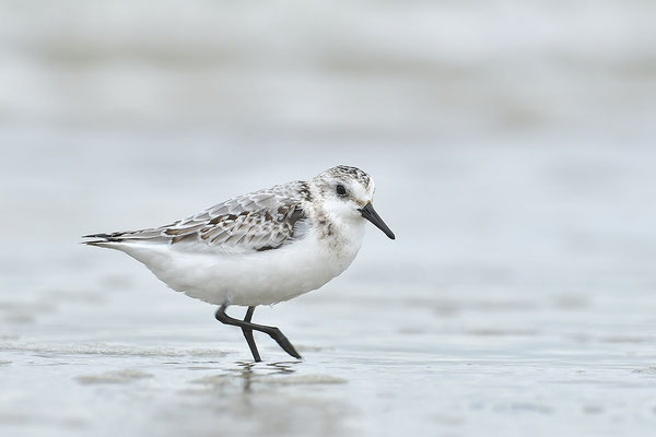 Sanderling