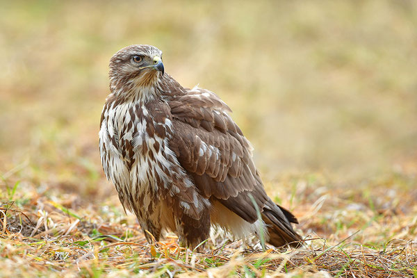 Mäusebussard